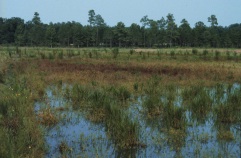 constructed wetlands