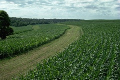 contour buffer strips