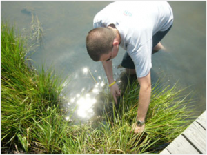 researcher examining grass on edge of water