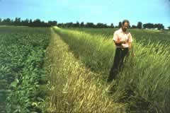 Herbaceous Wind Barriers