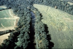 Riparian forest buffer