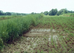 vegetative barriers