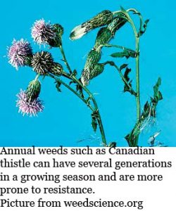 Annual weed resistance