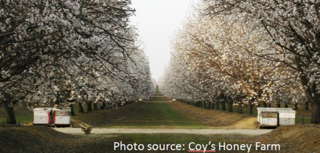 bee colonies in an orchard