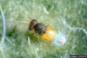 Encarsia formosa wasp (biological control)