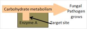 Diagram of fungi showing target site for fungicide