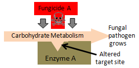 resistant fungi 