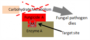 fungi that is not resistant to fungicide