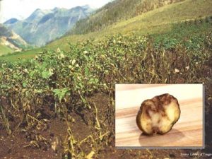 field impacted by potato late blight