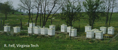 apiary