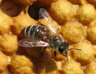 Varroa mites on honey bee (Bayer CropScience)