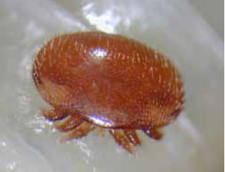 Varroa mite on bee larva (Bayer CropScience)