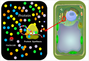 over-expression of the target protein