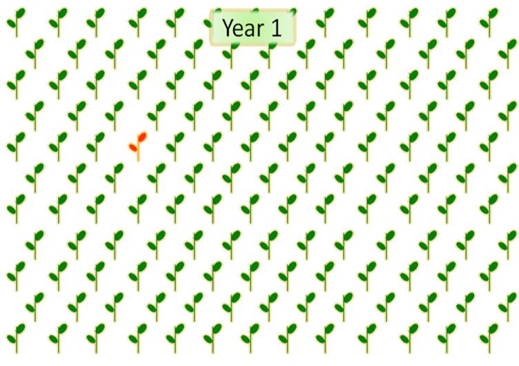 Resistant population diagram Year 1