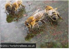 bees drinking water