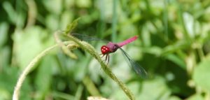 dragonflyhonduras