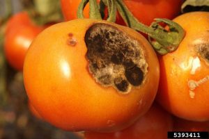 early blight on tomato
