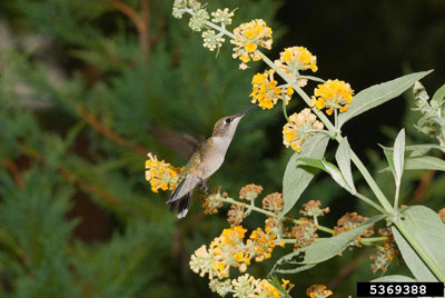 hummingbird on yellow flowers