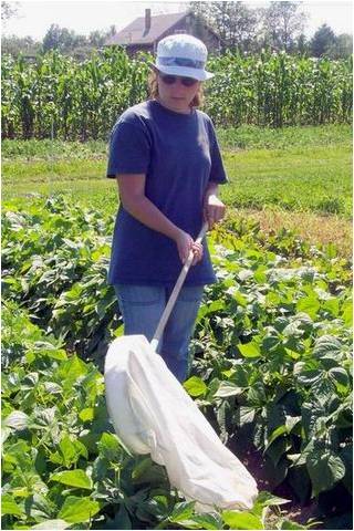 person in field sweeping for insects