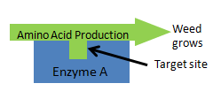 Herbicide Resistance mechanism 