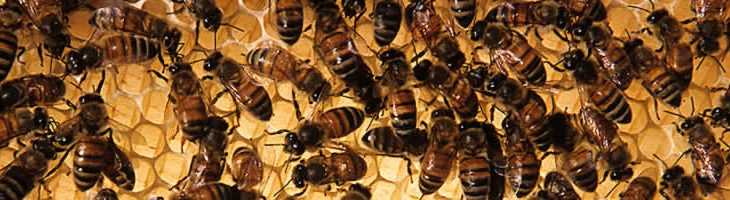 Honey bee hive