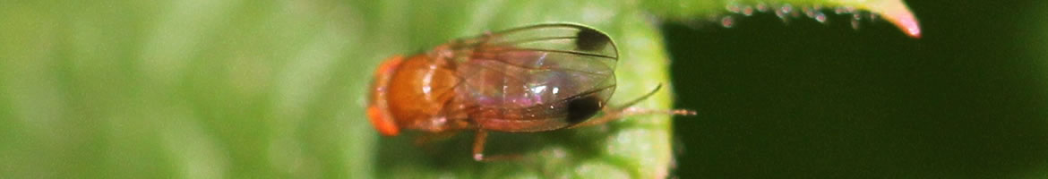 spotted wing drosophila