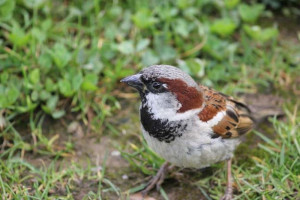 Male house sparrow