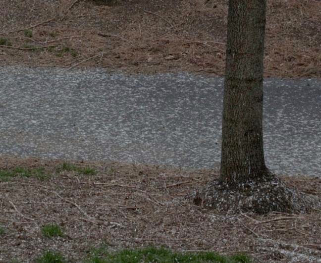 Starling droppings on a sidewalk.