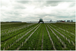 Cover crop in KY