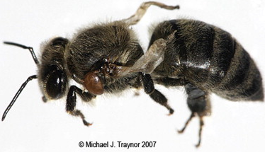 Deformed wing virus symptoms with Varroa mite