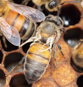 Bee in center with Deformed Wing Virus